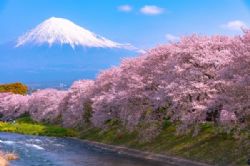 האביב ופריחת הדובדבן