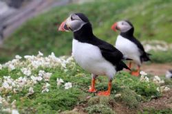 המומלצים של ויילס: מסלול טיול