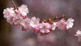 טיול ליפן כולל ביקור באי נאושימה