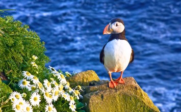 הפלגה לאיסלנד