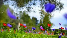 סיפור מקומי - רמות מנשה