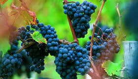 טיולי יין וקולינריה