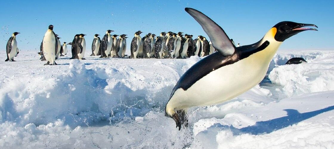 כתבות והמלצות לטיול באנטארקטיקה Antarctica - צילום: Christopher Michel