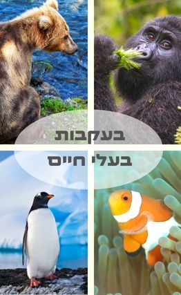 מגזין 180: טיולים בעקבות בעלי חיים
