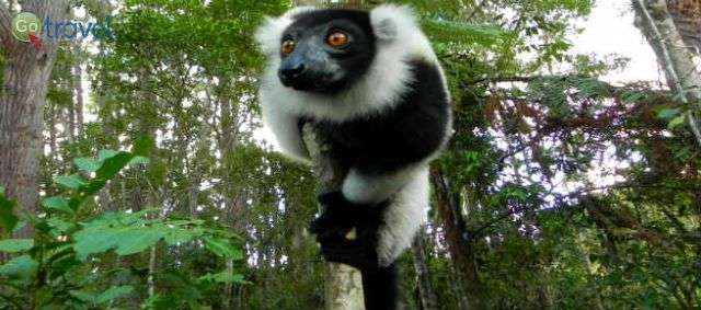 כתבות והמלצות לטיול במדגסקר Madagascar - צילום: רונית הרשקוביץ