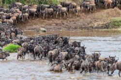 טנזניה: הנדידה הגדולה בעולם