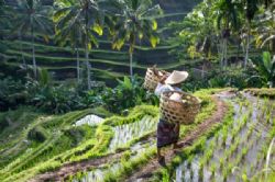 האי באלי – נופים ותרבות 