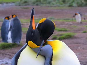 הפלגות לאנטארקטיקה 