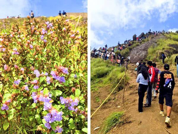 נילקורינג'י Neelakurinji, קרלה, דרום הודו