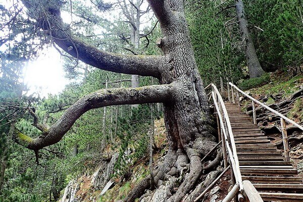 עץ האורן העתיק ליד בנסקו, הרי פירין
