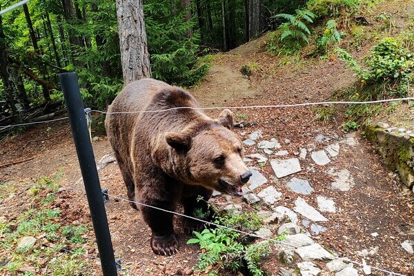 פארק הדובים בבולגריה