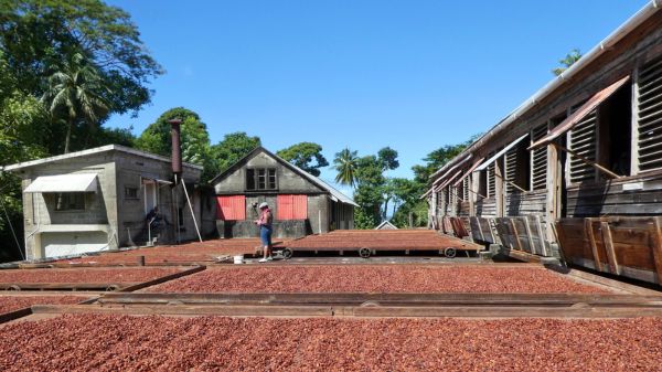 ייבוש פולי קקאו באחוזת דוגלדסטון, גרנדה