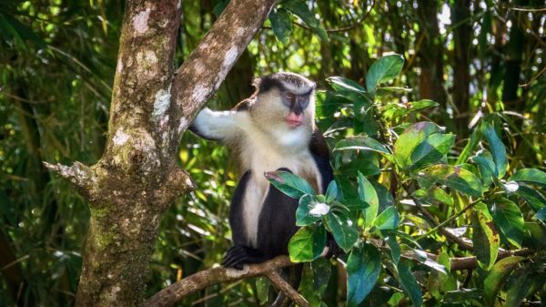 הפארק הלאומי גרנד אטנג, גרנדה