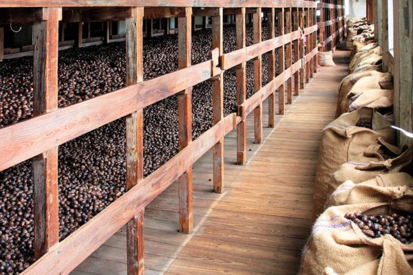 אגוזי מוסקט בגרנדה