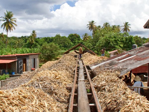 מזקקת רום בגרנדה