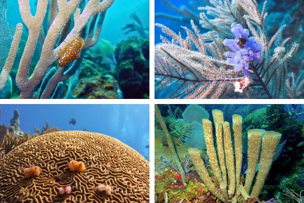 צלילה בשוניות של אוטילה