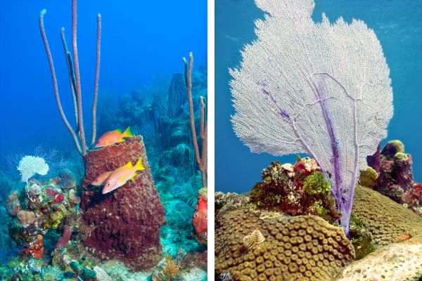 ספוג חבית ואלמוג מניפה, צלילה באוטילה