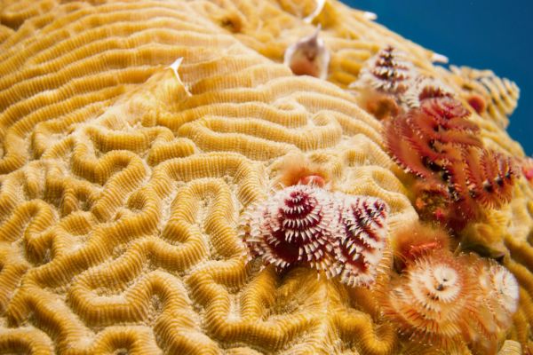 אלמוגים באי אוטילה