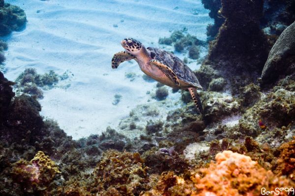 צב ים באוטילה