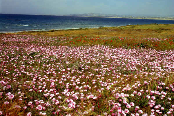 טבע ונוף בקפריסין