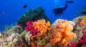 ספארי צלילות