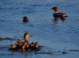 מרגון גדול (Mergus merganser)