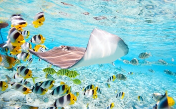 טיול צלילה בפולינזיה הצרפתית