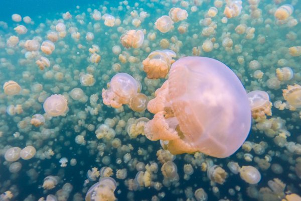 אגם המדוזות, פלאו