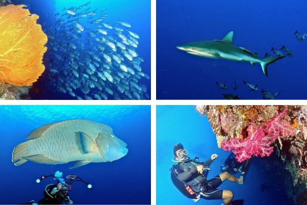 צלילה באיי פלאו