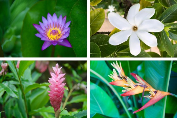 טהיטי, אי הפרחים