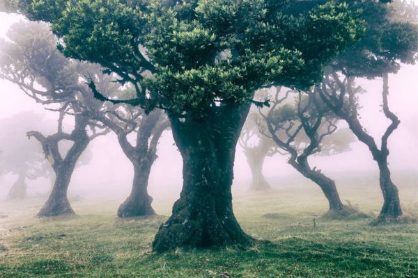 יער פאנאל, מדיירה