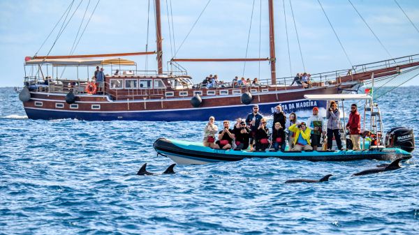 שייט צפייה בלווייתנים, מדיירה