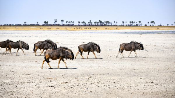 מישורי המלח מקגדיקגדי, בוטסואנה