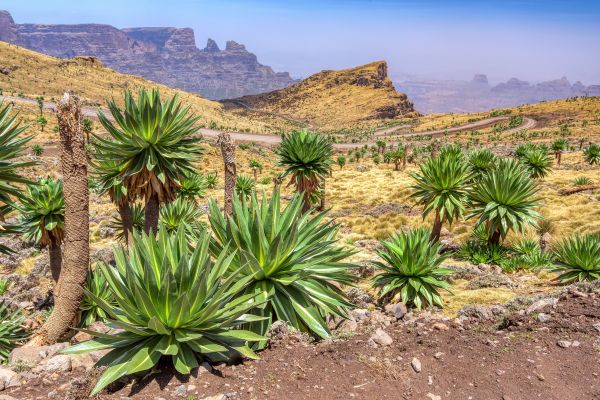 צמחי לובליה ענקיים בהרי סימיאן