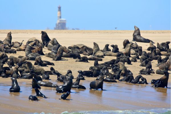 מושבת אריות הים בפנינסולת פליקן פוינט, וולביס ביי