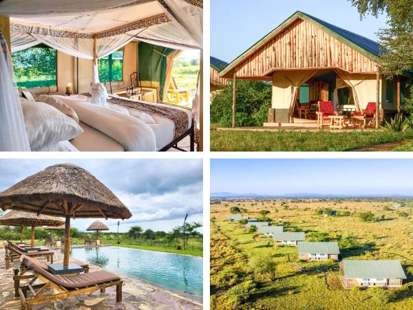 לודג' מומלץ בשמורת הסרנגטי