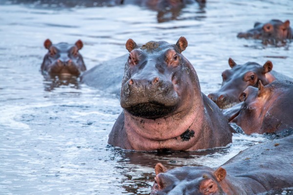 היפופוטמים בשמורת סרנגטי