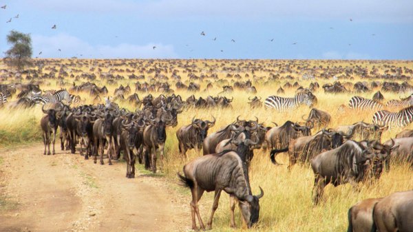 עדרי גנו בשמורת סרנגטי