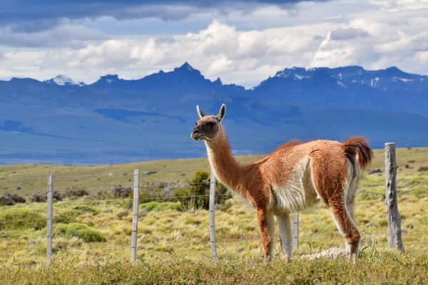 גוואנקו, כביש 40, ארגנטינה