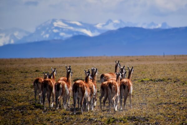 עדרי גוואנקו, כביש 40, ארגנטינה