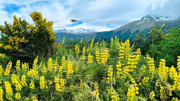 תורמוסים צהובים בפטגוניה, קרטרה אוסטרל, צ'ילה