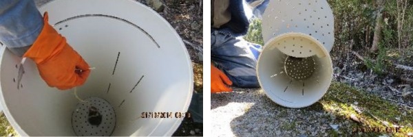 בעקבות השד הטסמני
