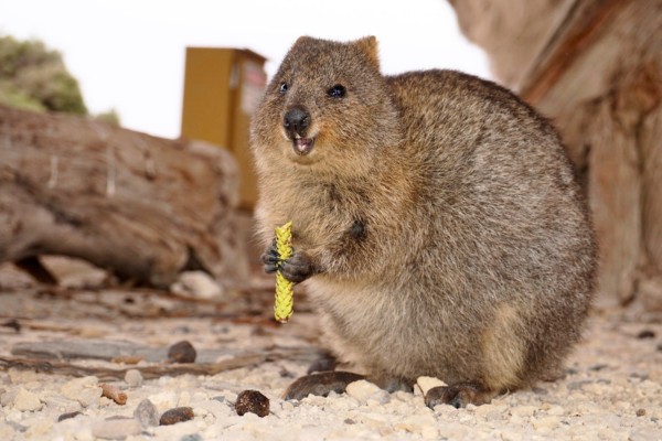 קווקה באי רוטנסט