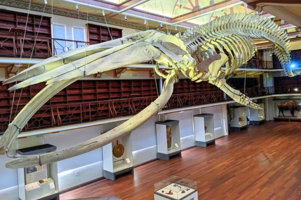 שלד הלווייתן הכחול במוזיאון של אוסטרליה המערבית, פרת'