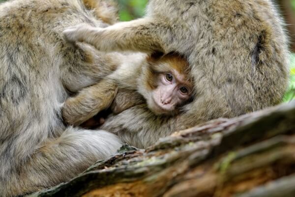 פארק הקופים La Montagne des Singes