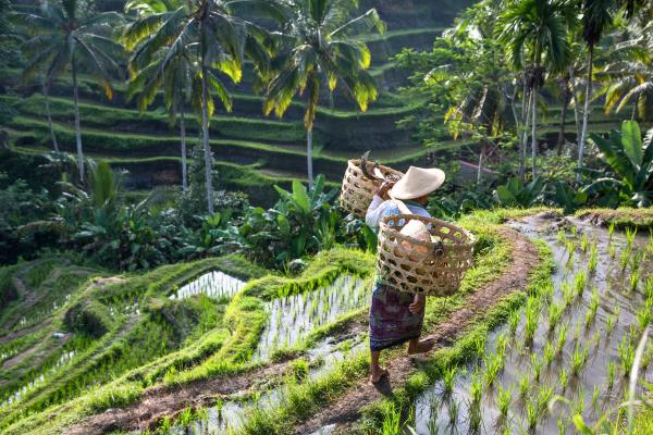 טרסות אורז באי באלי