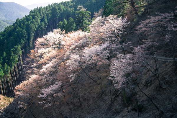 הר יושינו (Mount Yoshino)