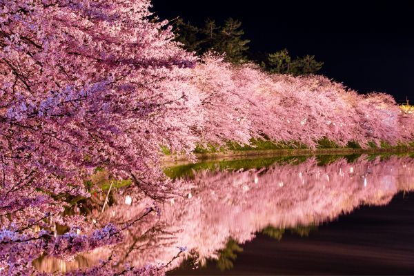 פריחת הדובדבן ביפן, פארק הירוסאקי