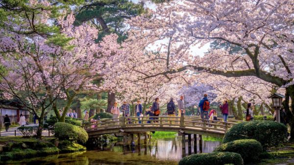 פריחת הדובדבן ביפן, גן קנרוקואן בעיר קנזאווה