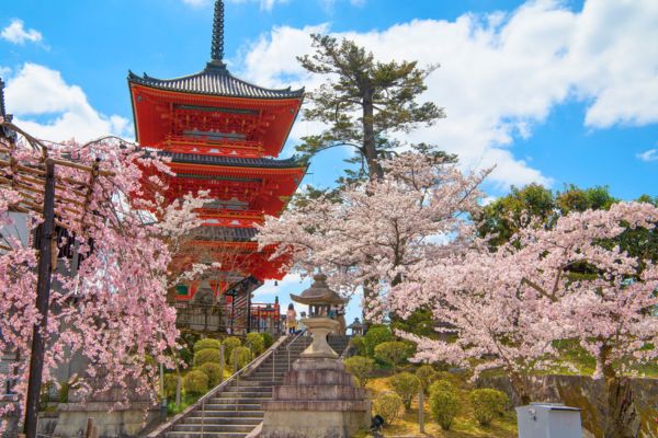 פריחת הדובדבן בקיוטו